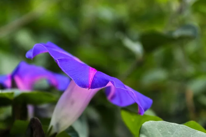 Primer plano de una vibrante flor de campanilla morada y rosa en flor